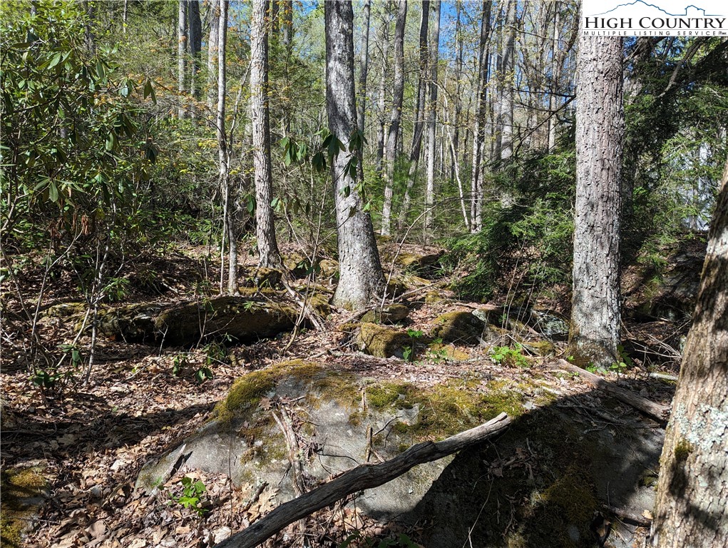 Evergreen Boone, NC 28607 - Photo 2 of 12 a view of a forest with a tree
