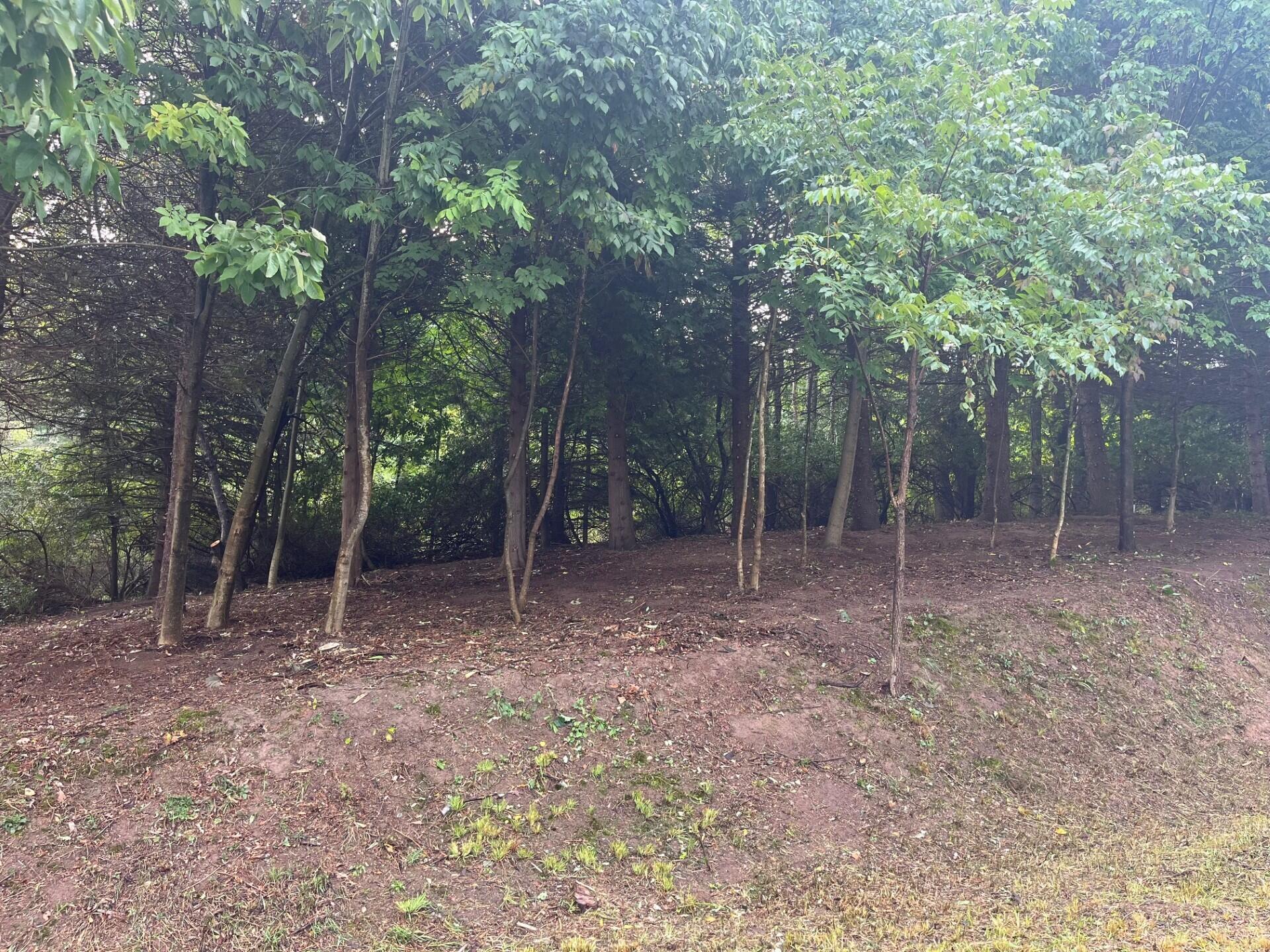 1266 North Cedar Lane Road Scottville, MI 49454 - Photo 21 of 21 Cedar Lane- Cleared Brush