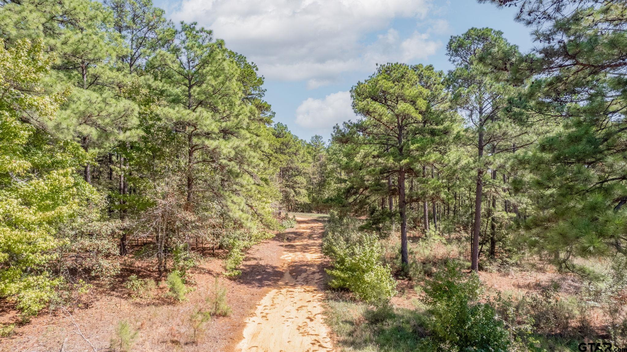 18596 County Road 2154 Troup, TX 75789 - Photo 13 of 21 a plant that is in middle of garden