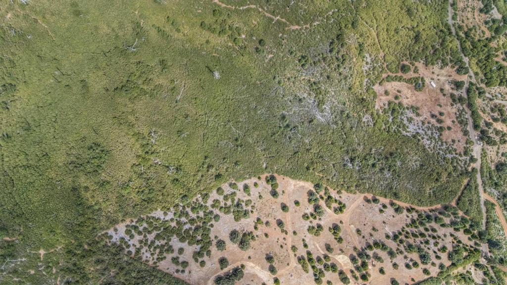 1234-000 Iron Springs Road Julian, CA 92036 - Photo 11 of 12 a view of a yard with a tree