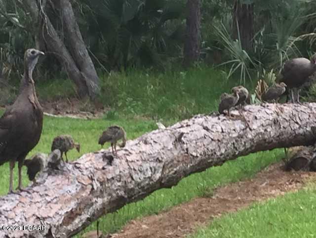 38 Winchester Road Ormond Beach, FL 32174 - Photo 63 of 74 62