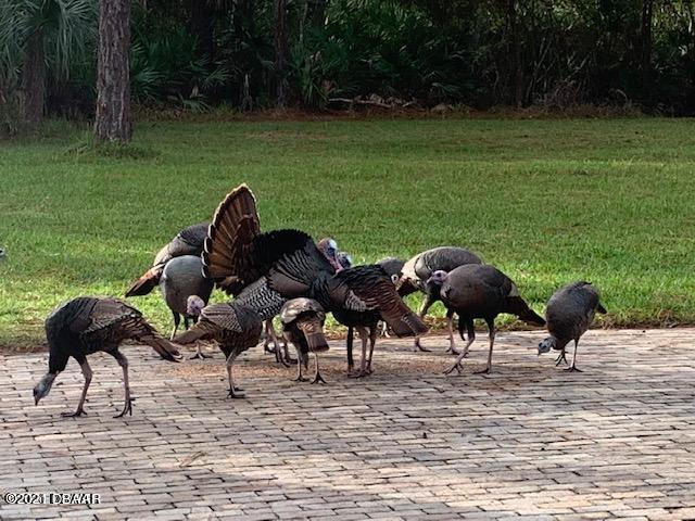 38 Winchester Road Ormond Beach, FL 32174 - Photo 65 of 74 66