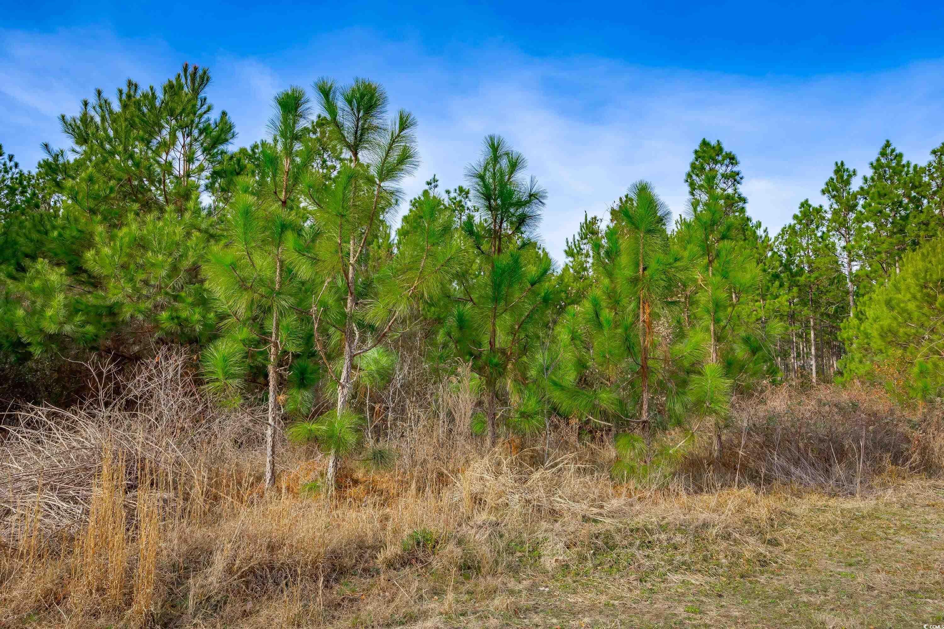 Ridge Court Little Rock, SC 29567 - Photo 12 of 13
