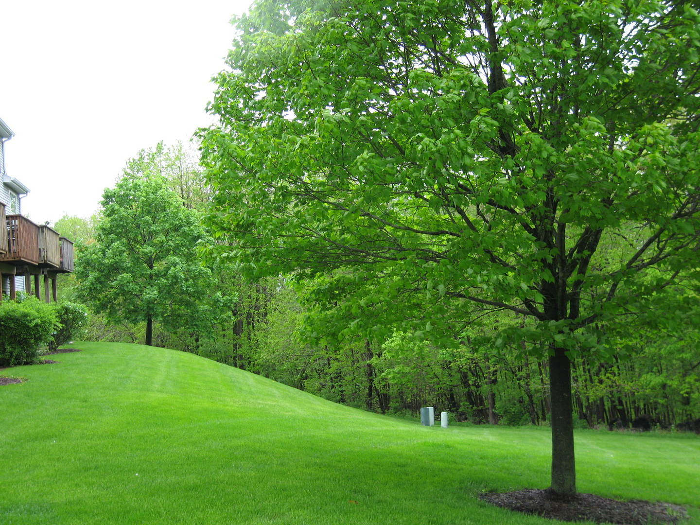 1334 Grandview Court Algonquin, IL 60102 - Photo 21 of 21 a view of a park with large trees