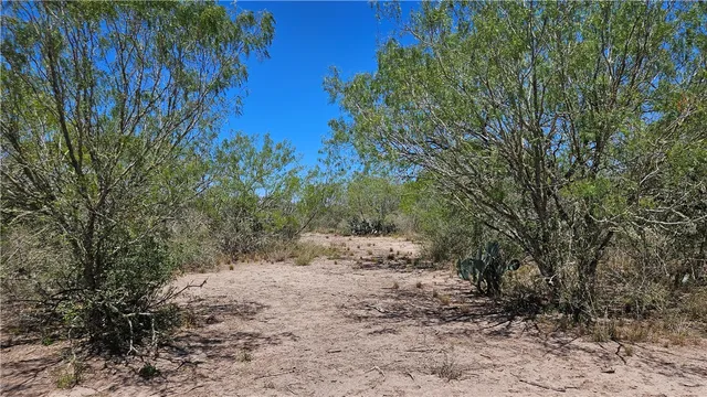 a view of a backyard with trees