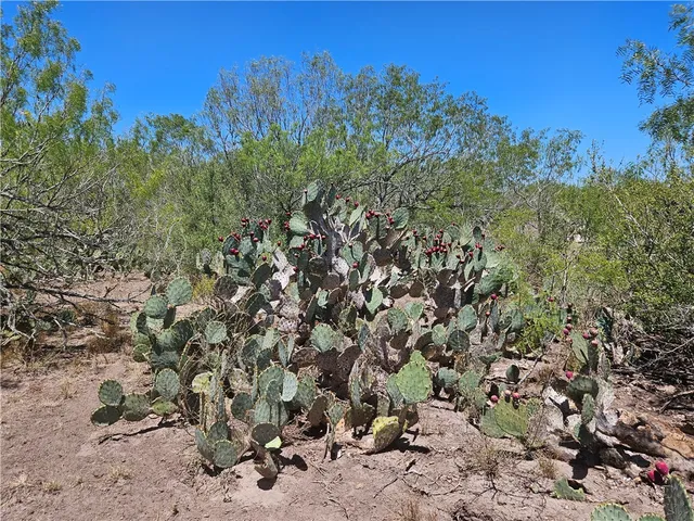 a view of a field with trees in background