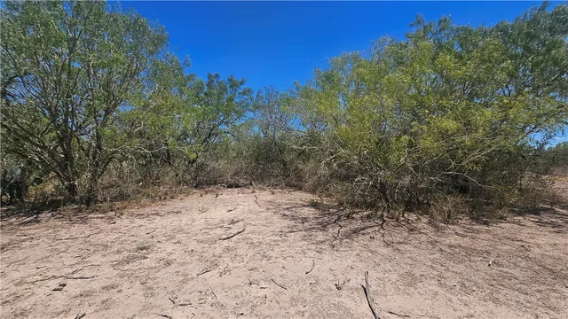 a view of a dry yard with trees in the background