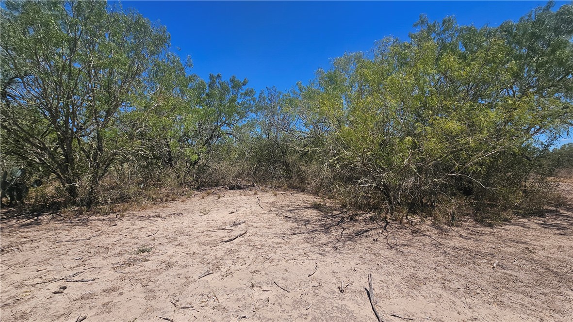 0 Tract 59 Benavides, TX 78341 - Photo 29 of 32 a view of a dry yard with trees in the background
