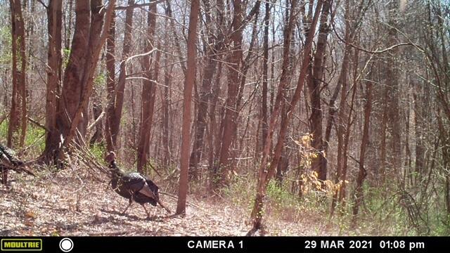 57640 St John Road Quaker City, OH 43773 - Photo 31 of 51 Wild Turkeys-2