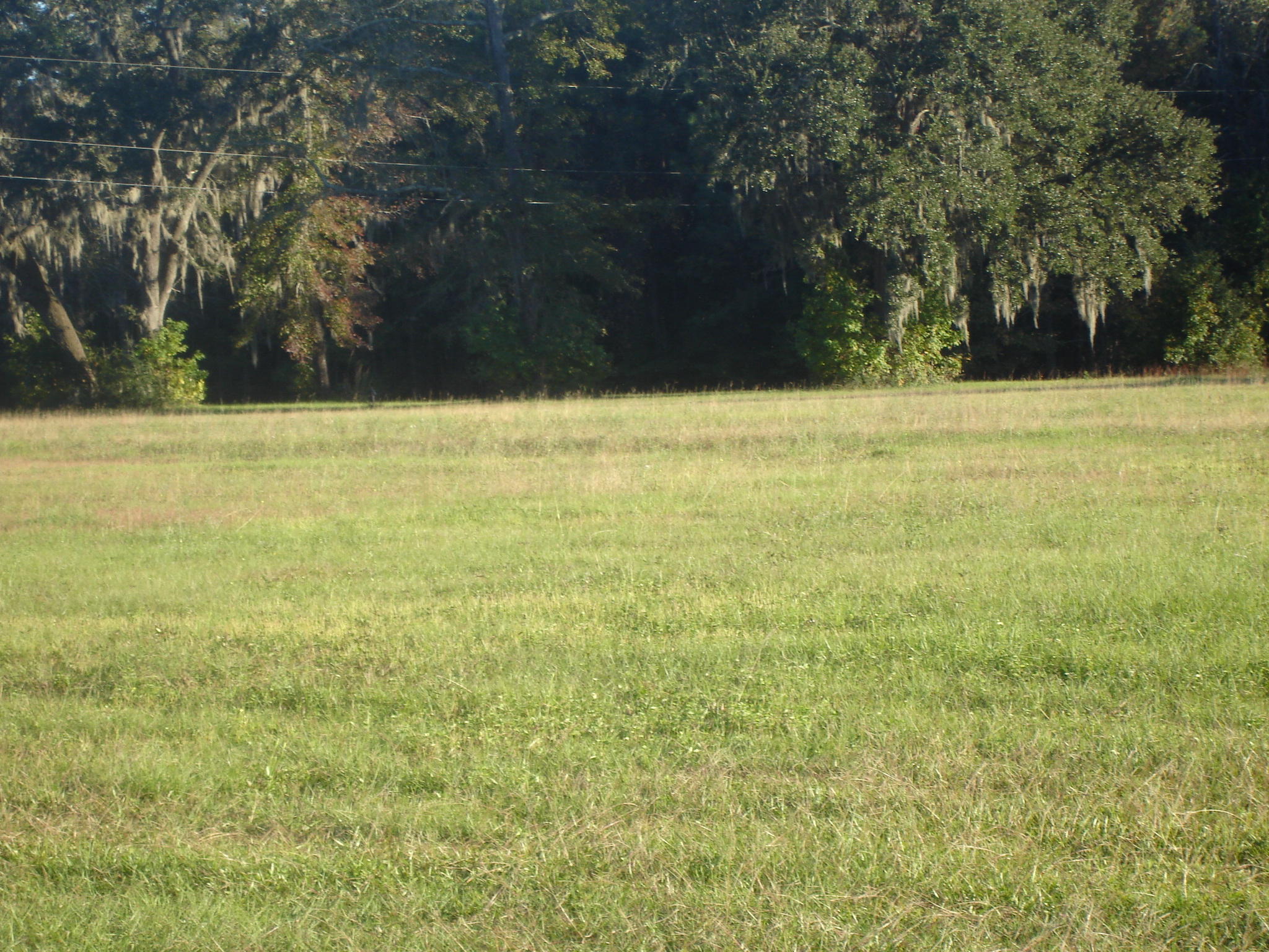 1 B Old Jacksonboro Road Ravenel, SC 29470 - Photo 2 of 6 Old Jacksonboro 1 ac. Terrell (1)