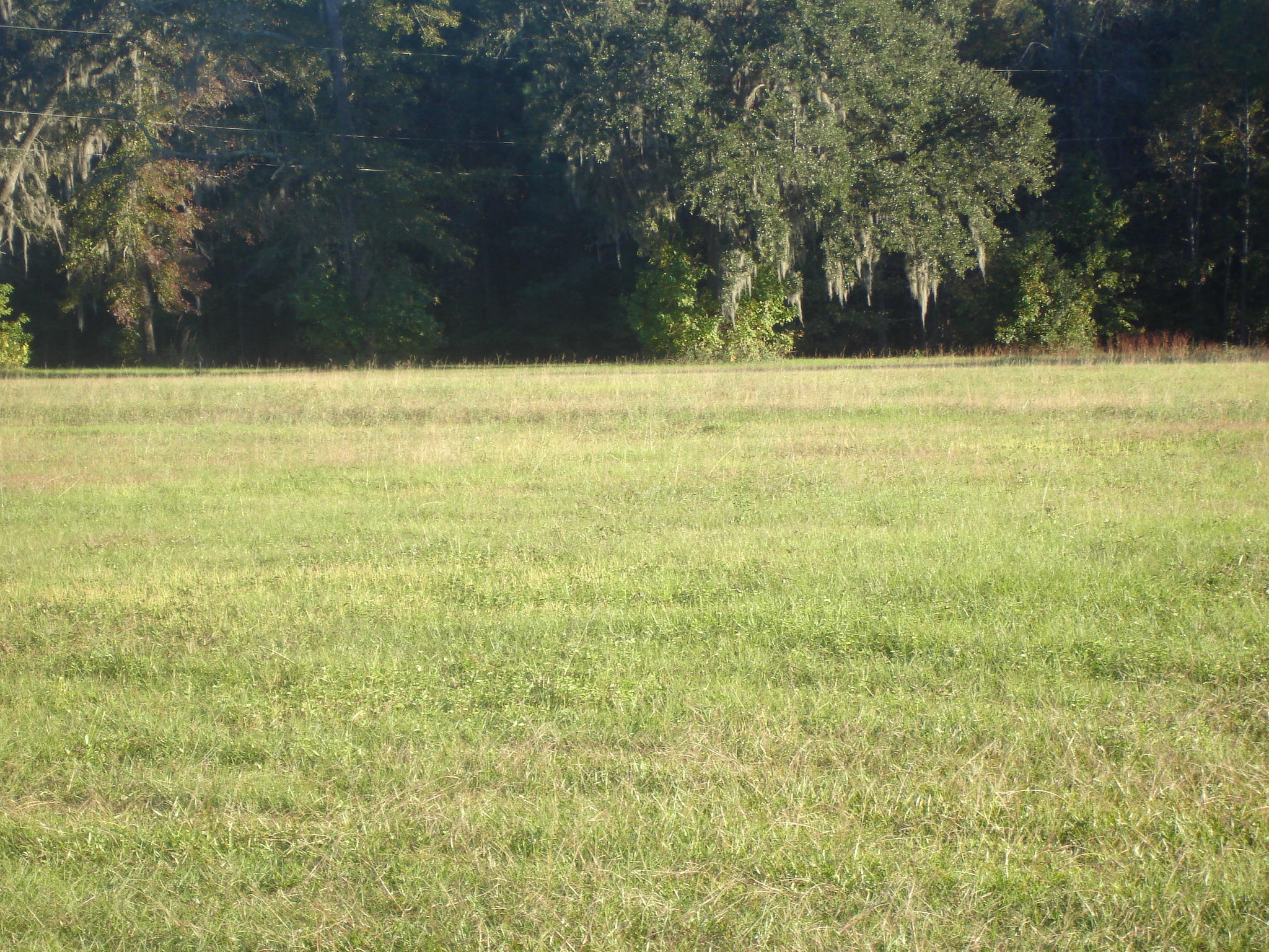 1 B Old Jacksonboro Road Ravenel, SC 29470 - Photo 4 of 6 Old Jacksonboro 1 ac. Terrell (6)