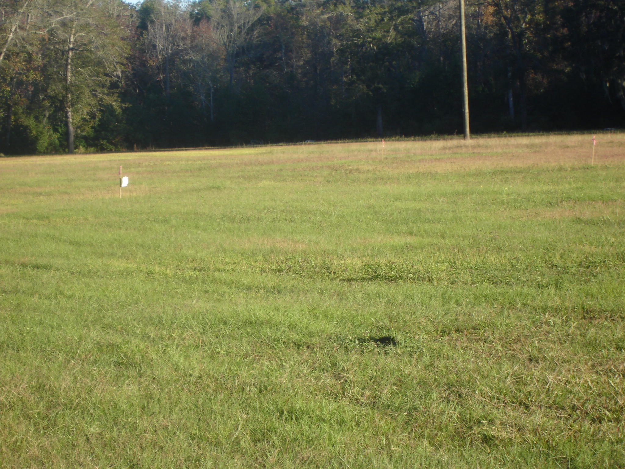 1 B Old Jacksonboro Road Ravenel, SC 29470 - Photo 5 of 6 Old Jacksonboro 1 ac. Terrell (5)