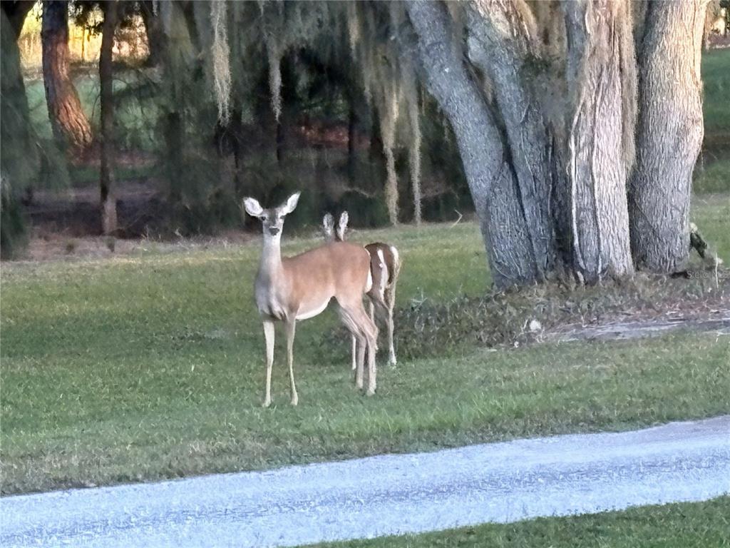 1950 Bern Creek Loop Sarasota, FL 34240 - Photo 58 of 60 a view of backyard with table and chairs and a large tree