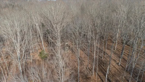 a view of a dry yard with trees