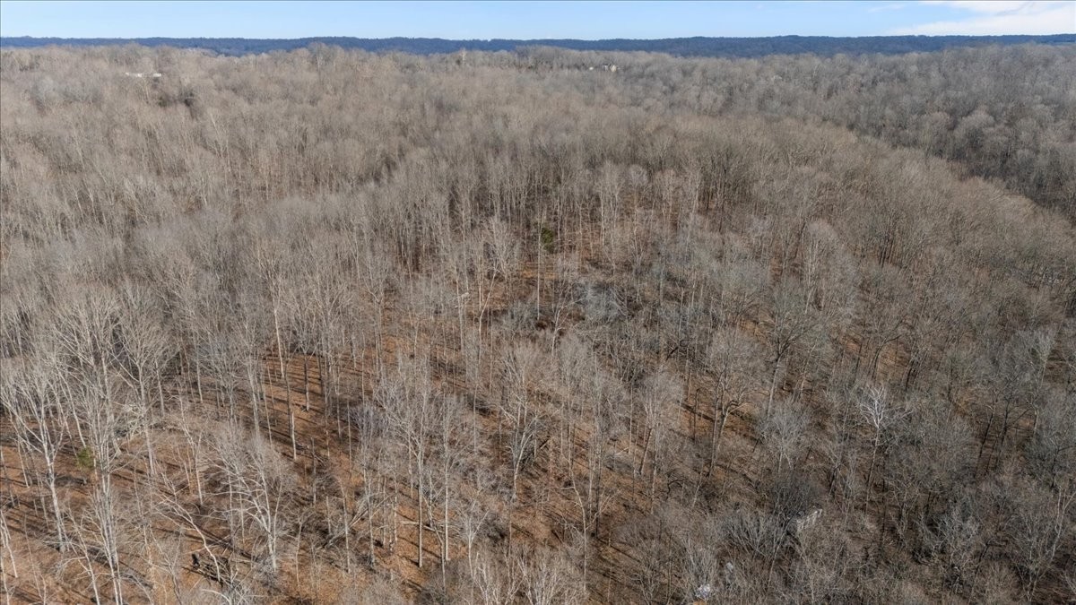 3955 Possum Hollow Road Palmyra, TN 37142 - Photo 6 of 22 a view of a dry yard with trees