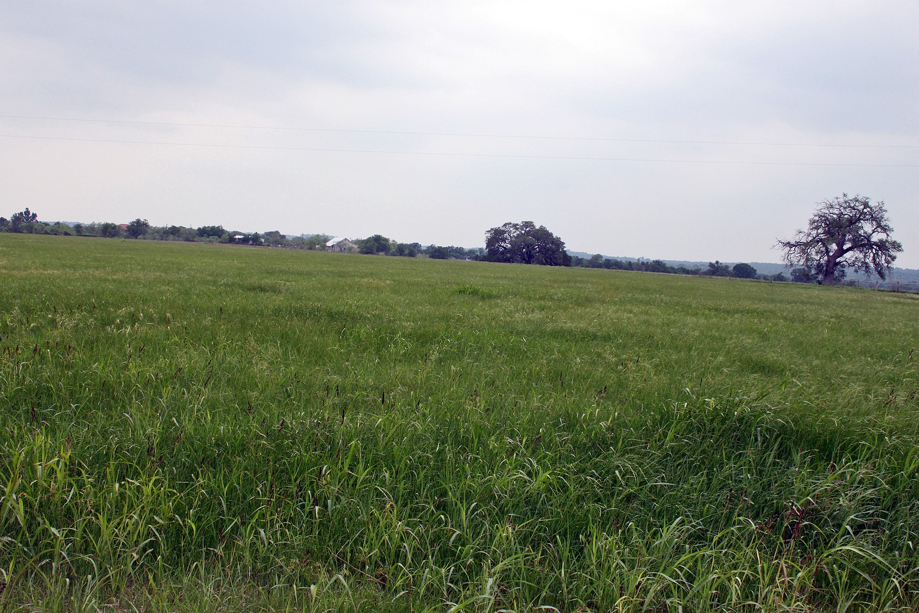 0 Brushy Branch Road Lockhart, TX 78644 - Photo 12 of 19 A sprawling green pasture offers an ideal setting for tranquil rural living.