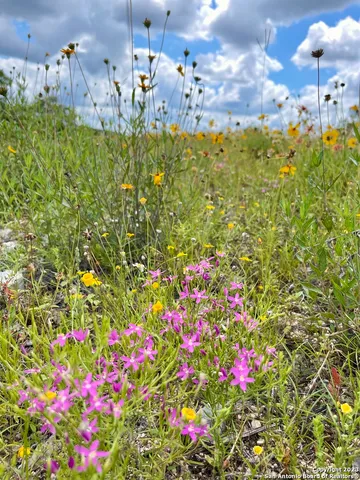 a view of a bunch of flowers