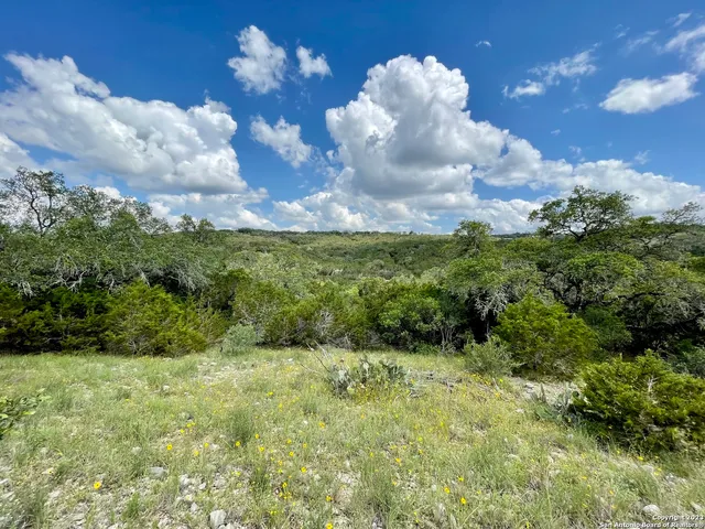 a view of a bunch of plants and trees