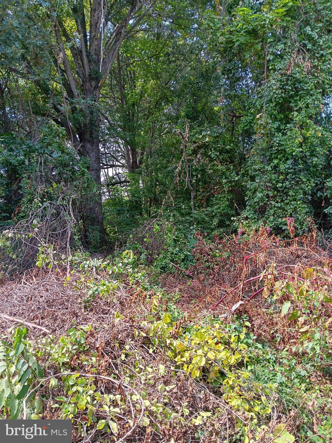 0 Forest Grove Road Colonial Beach, VA 22443 - Photo 2 of 2 Gallery Image 2