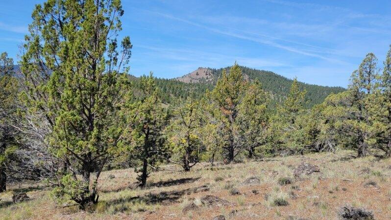 1315 Lofton Creek Road Prineville, OR 97754 - Photo 9 of 61 image000000 (8)