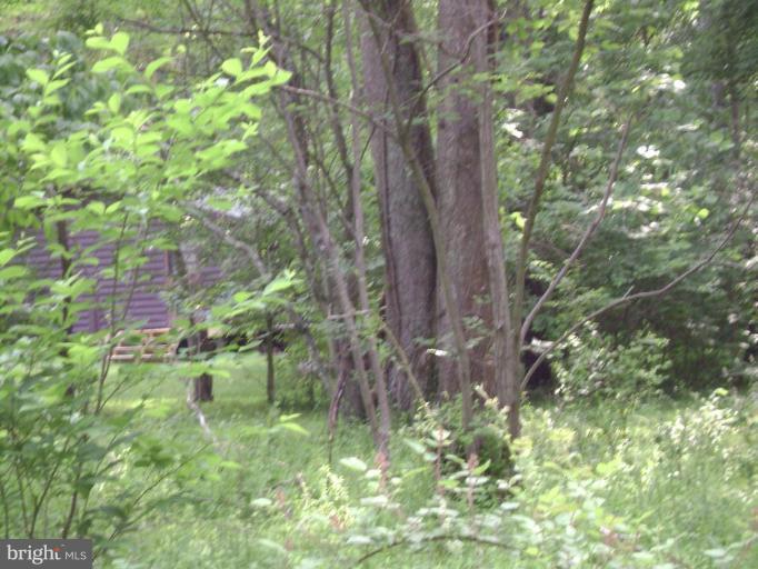 Riverview Road Springfield, WV 26763 - Photo 10 of 10 Wooded View / Acreage