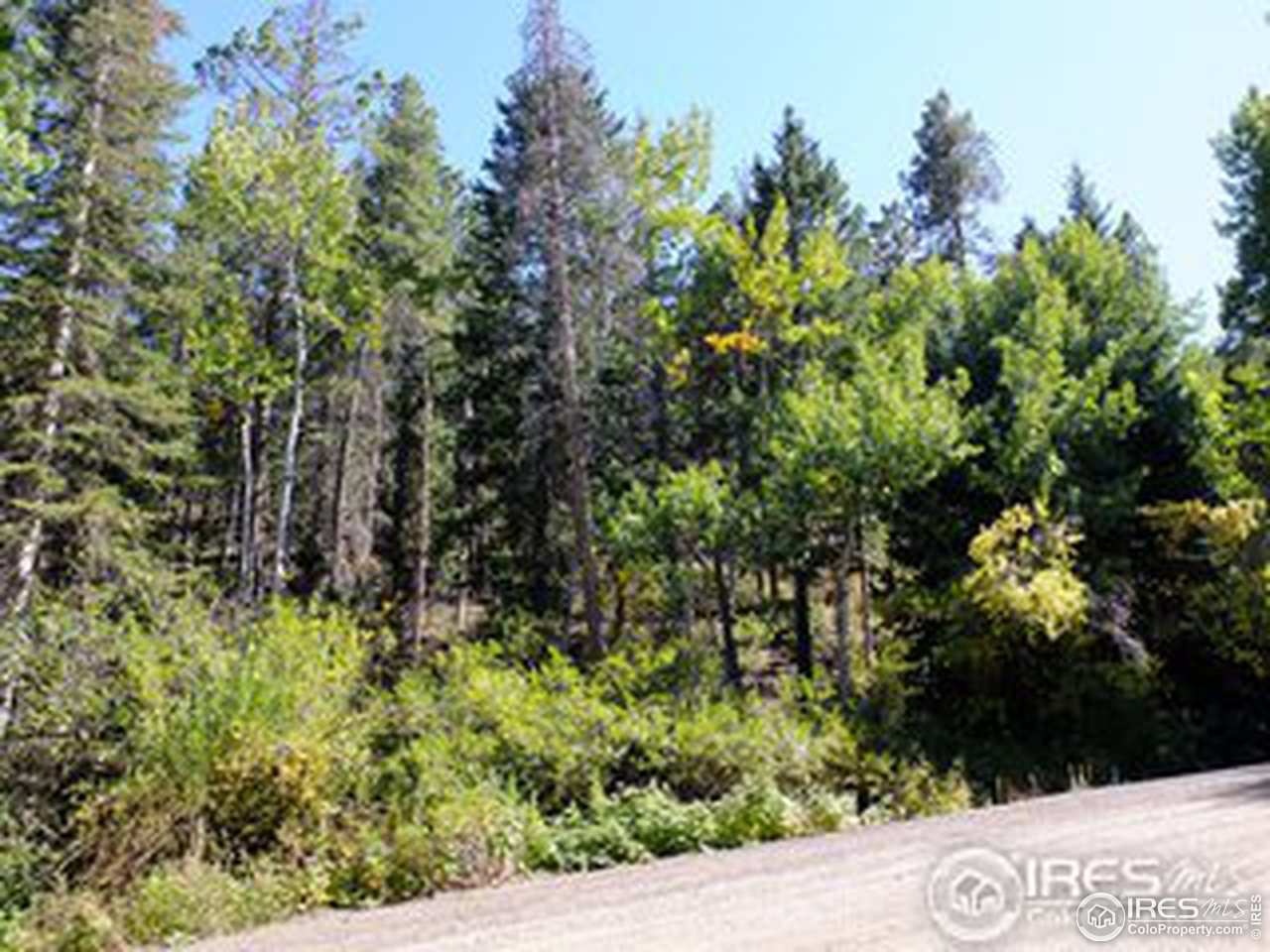 11686 Brook Road Golden, CO 80403 - Photo 1 of 15 Aspens and Spruce