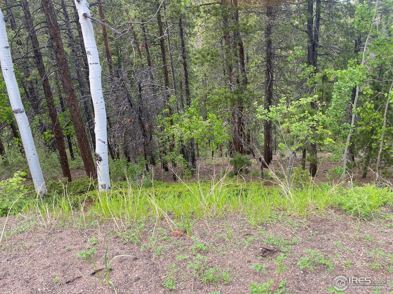 11686 Brook Road Golden, CO 80403 - Photo 3 of 15