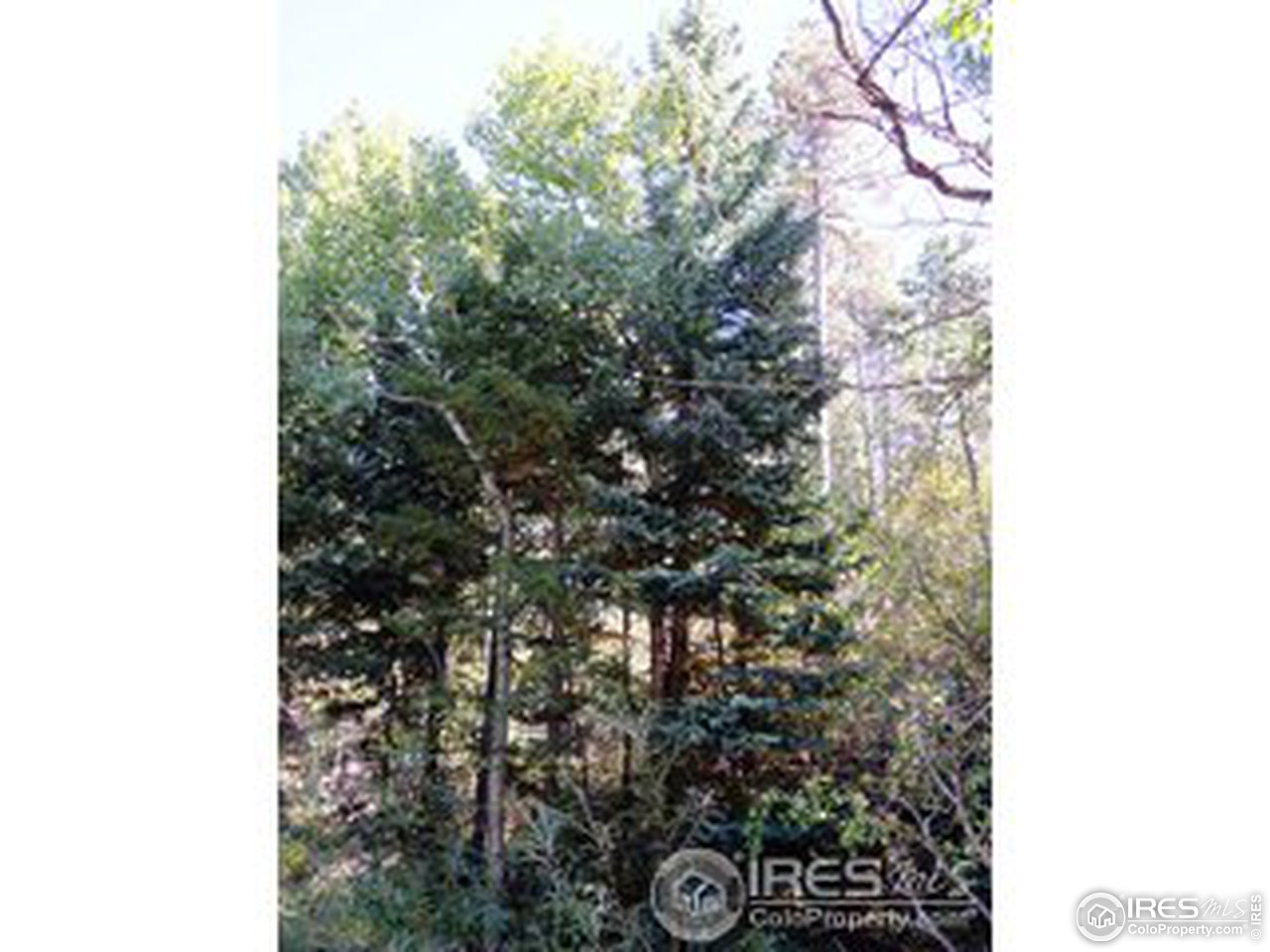 11686 Brook Road Golden, CO 80403 - Photo 5 of 15 Mature Trees