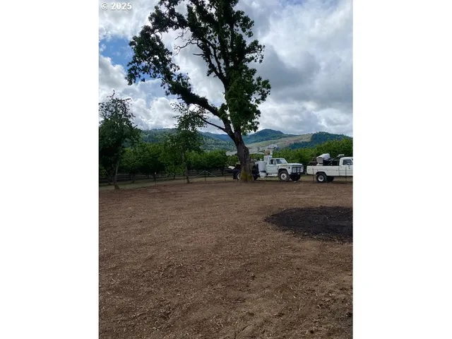 a view of a yard with plants and trees