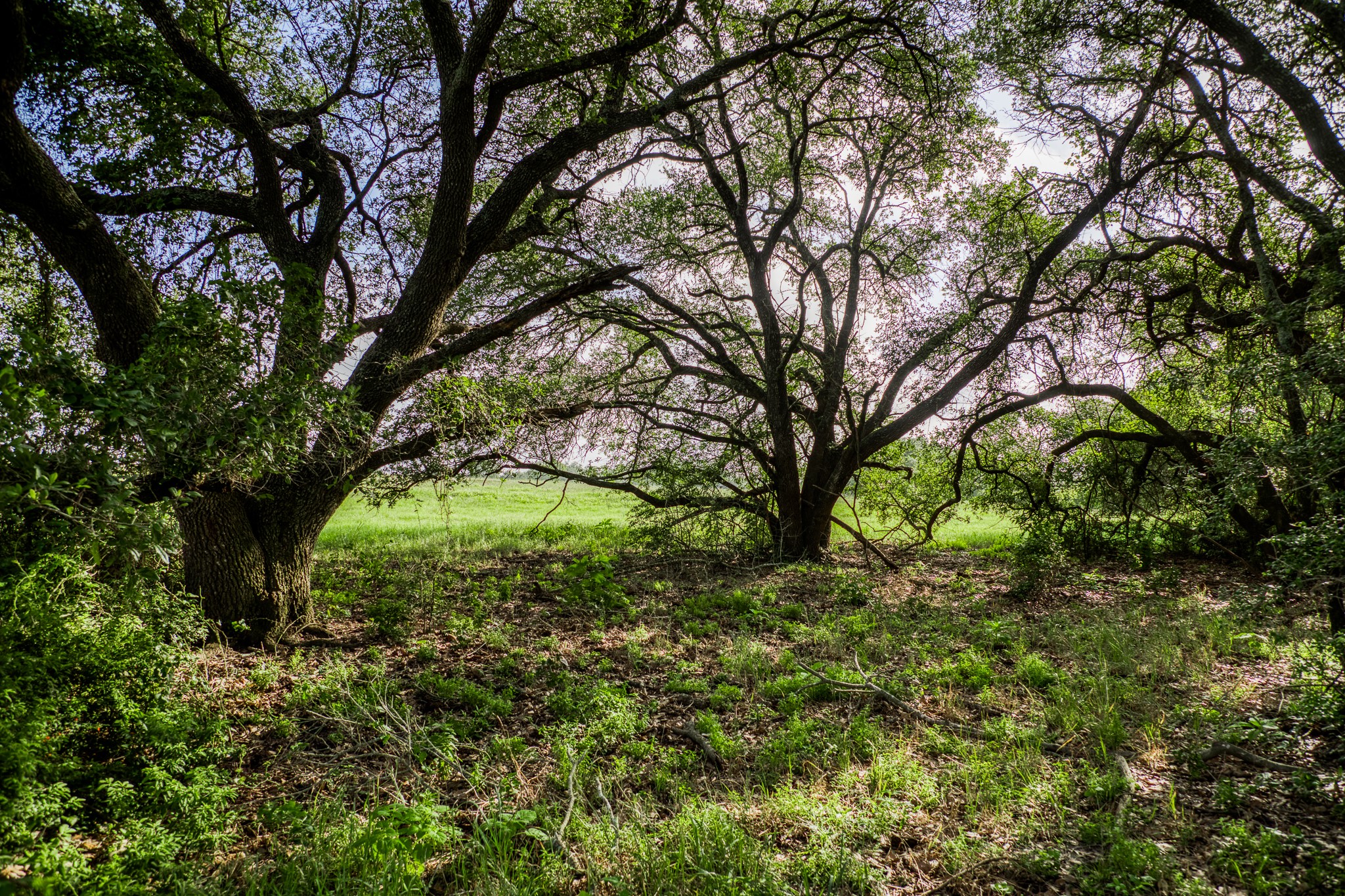 6 South Nassau Road Round Top, TX 78954 - Photo 11 of 23 a backyard of a house with lots of plants and large trees