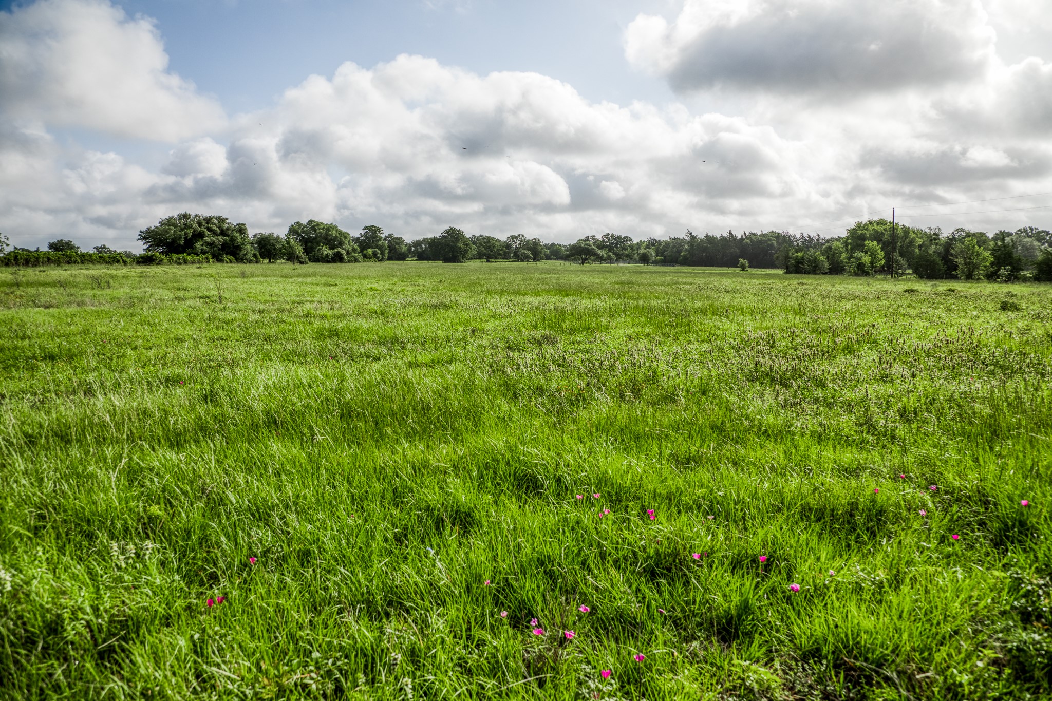 6 South Nassau Road Round Top, TX 78954 - Photo 14 of 23 a view of a big yard with plants and a big yard
