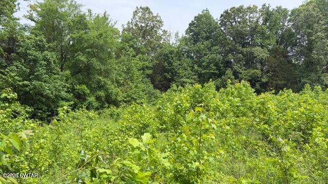 0 Terry Road Cedar Grove, TN 38321 - Photo 13 of 23 IMG_7559