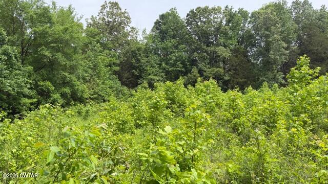 0 Terry Road Cedar Grove, TN 38321 - Photo 14 of 23 IMG_7553