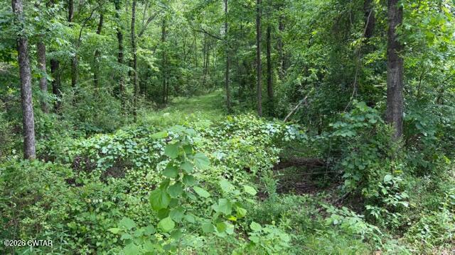 0 Terry Road Cedar Grove, TN 38321 - Photo 22 of 23 IMG_7563