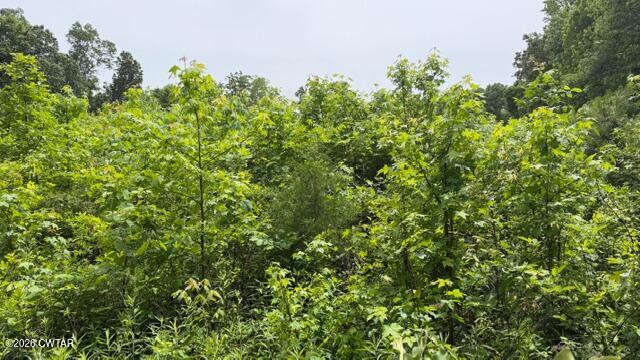 0 Terry Road Cedar Grove, TN 38321 - Photo 23 of 23 IMG_7560