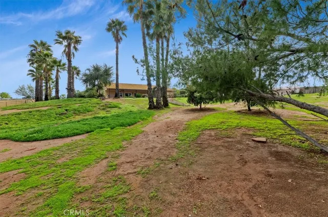 a view of a trees in a yard