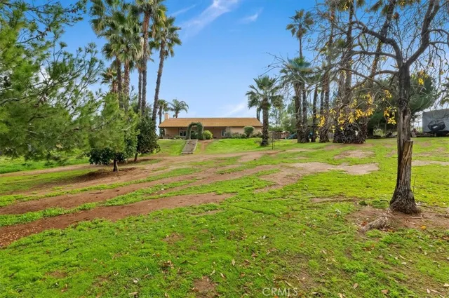 a view of a park with palm trees