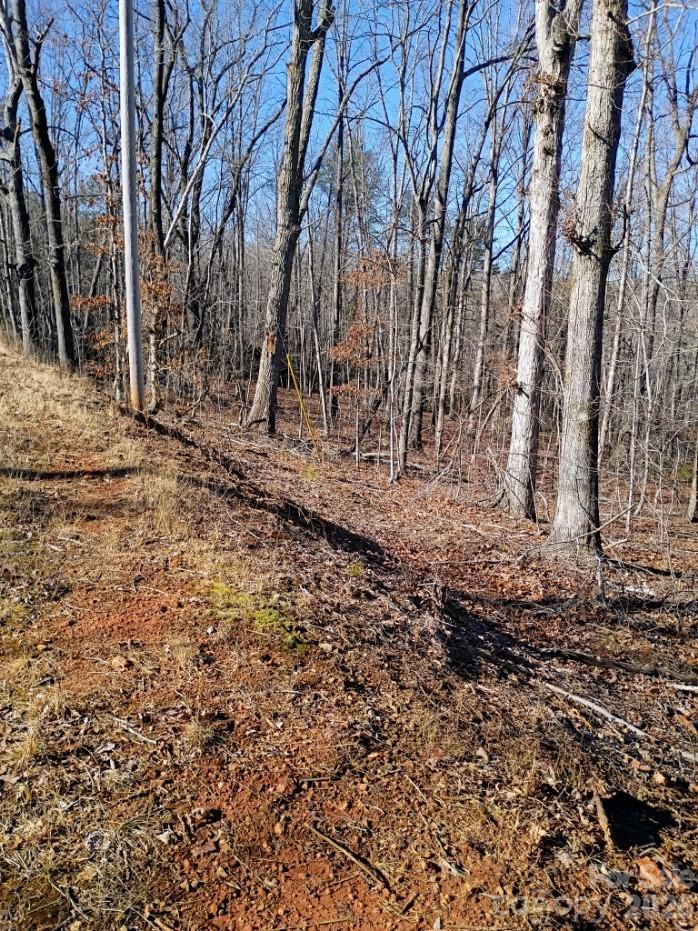 0 County Line Road South Rutherfordton, NC 28139 - Photo 2 of 7 a view of a yard with a tree