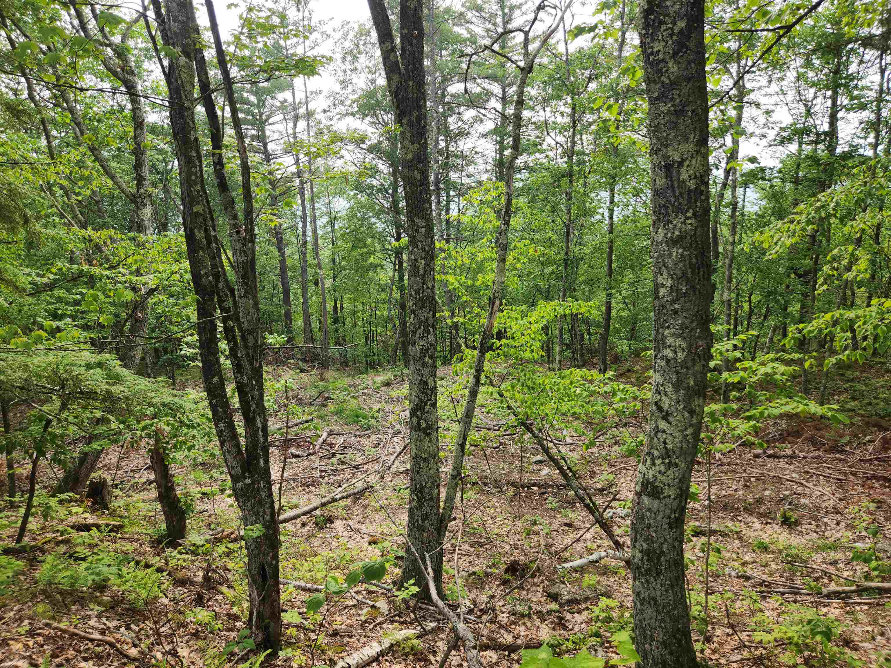 0 Monroe Road Bath, NH 03740 - Photo 12 of 36