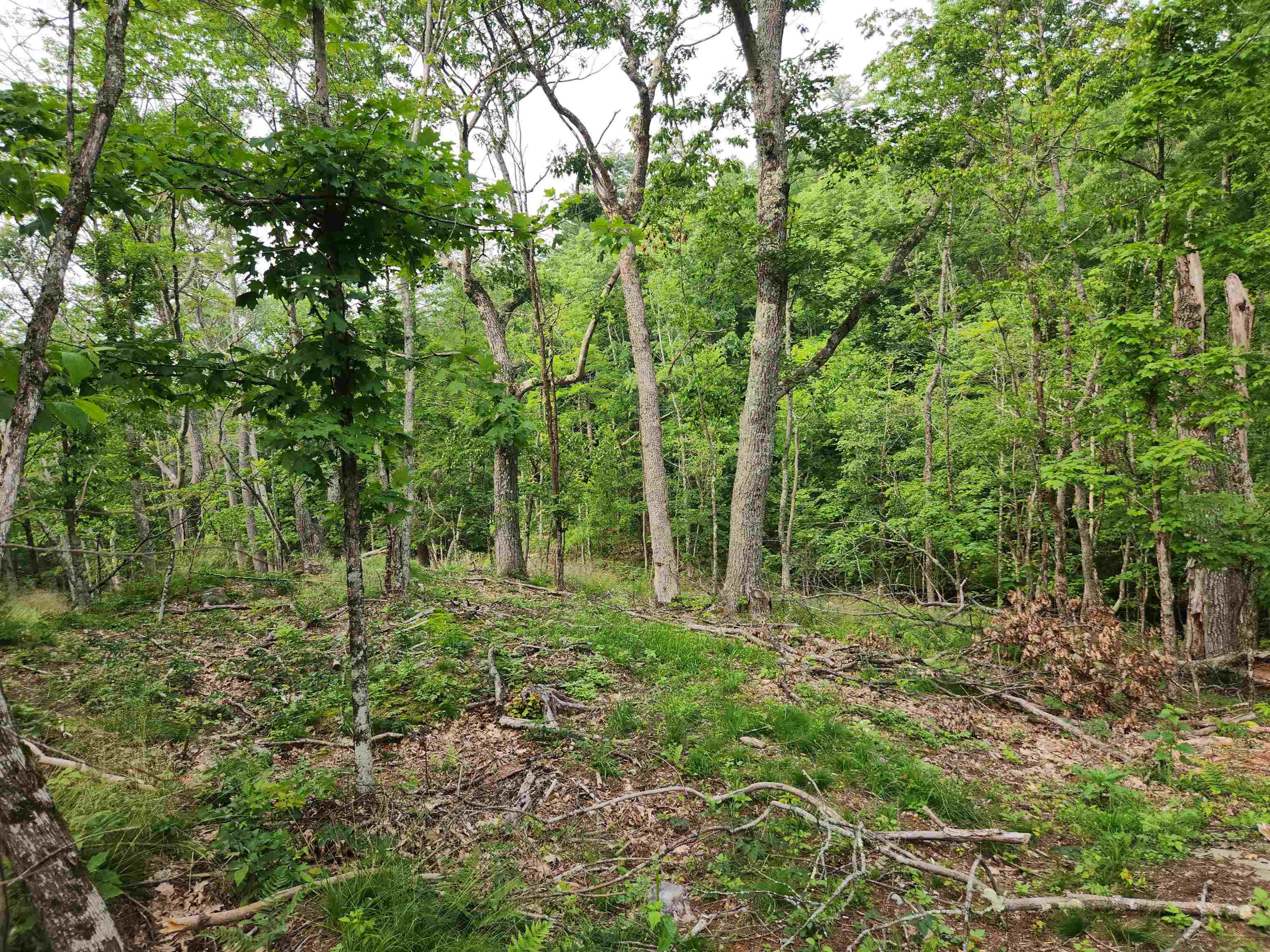 0 Monroe Road Bath, NH 03740 - Photo 13 of 36