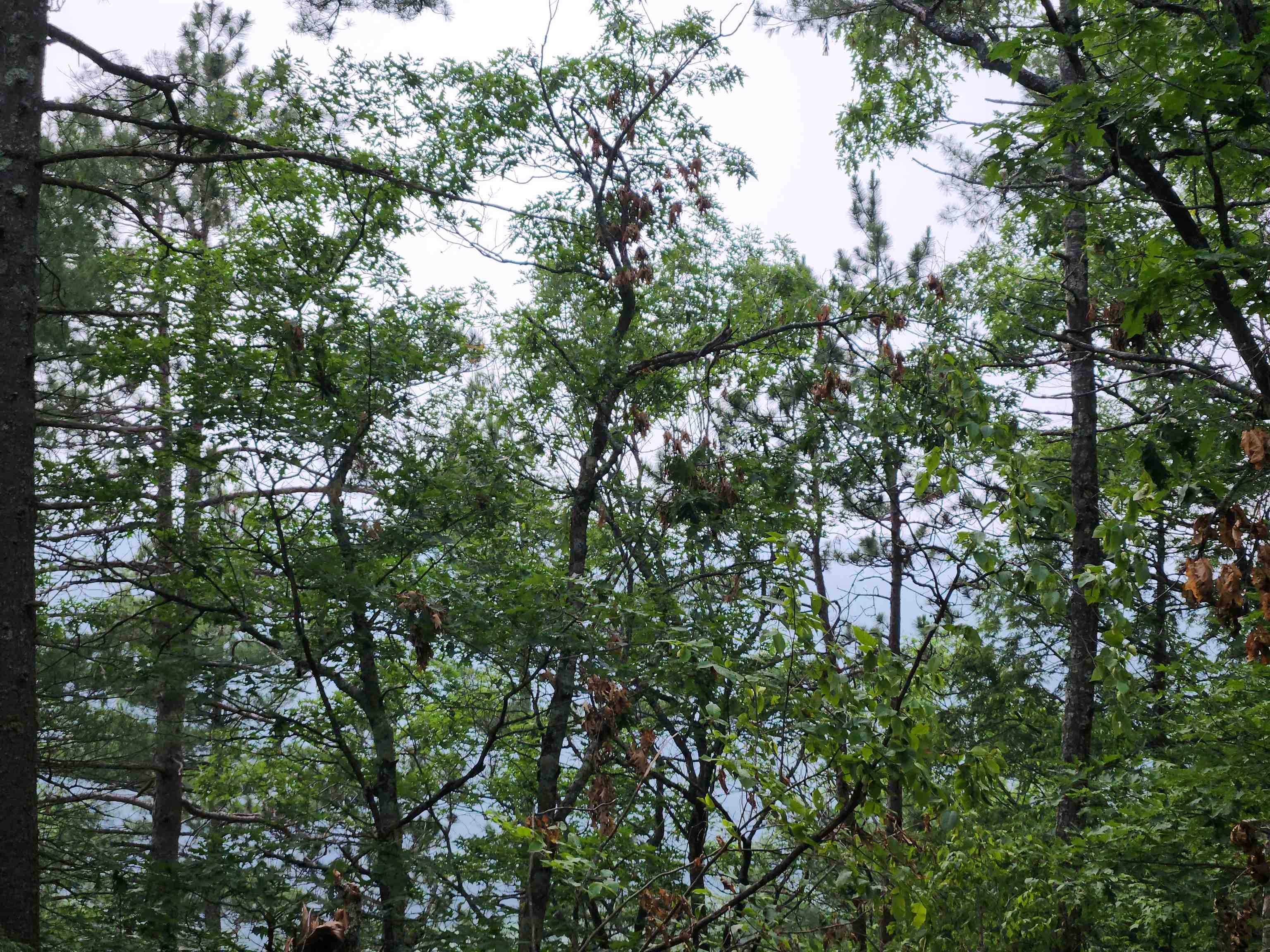 0 Monroe Road Bath, NH 03740 - Photo 29 of 36