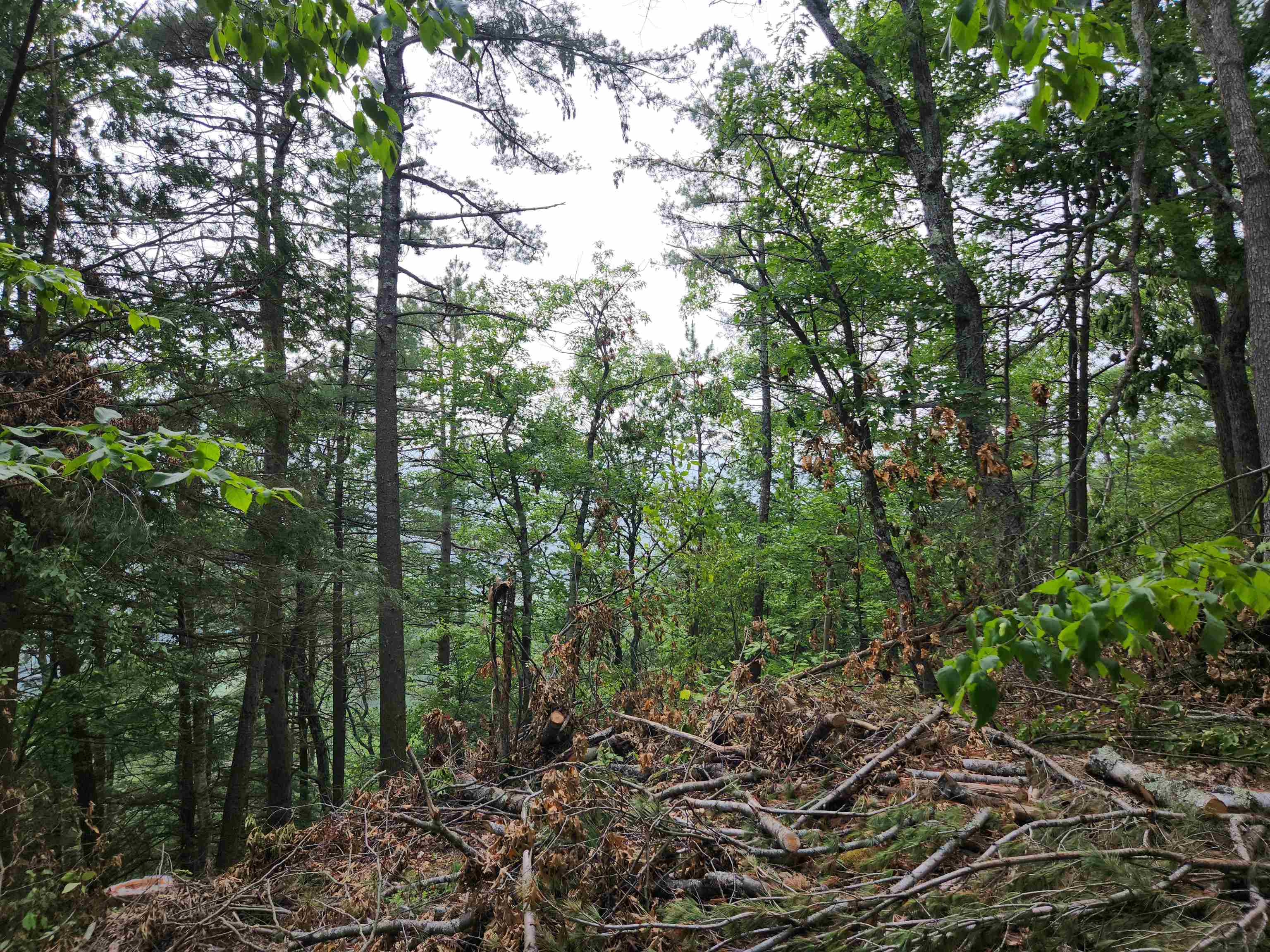 0 Monroe Road Bath, NH 03740 - Photo 30 of 36