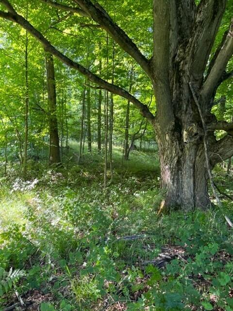 7 East 7 Mile Road Luther, MI 49656 - Photo 5 of 13 woods3