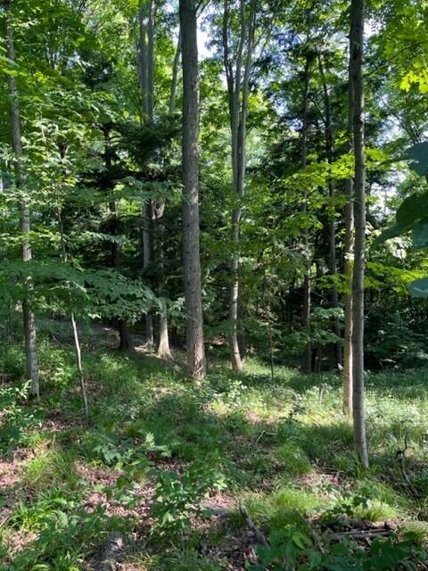 7 East 7 Mile Road Luther, MI 49656 - Photo 6 of 13 woods4