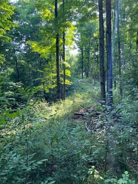 7 East 7 Mile Road Luther, MI 49656 - Photo 7 of 13 woods5