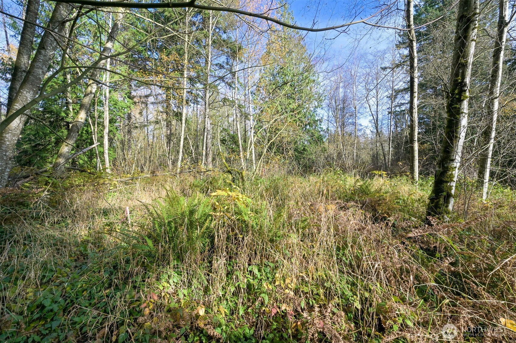 2160 H Street Road Blaine, WA 98230 - Photo 14 of 22 a view of a yard
