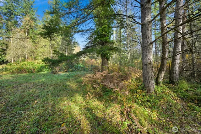 a view of a yard with plants and a trees