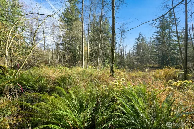 a view of a forest from a window