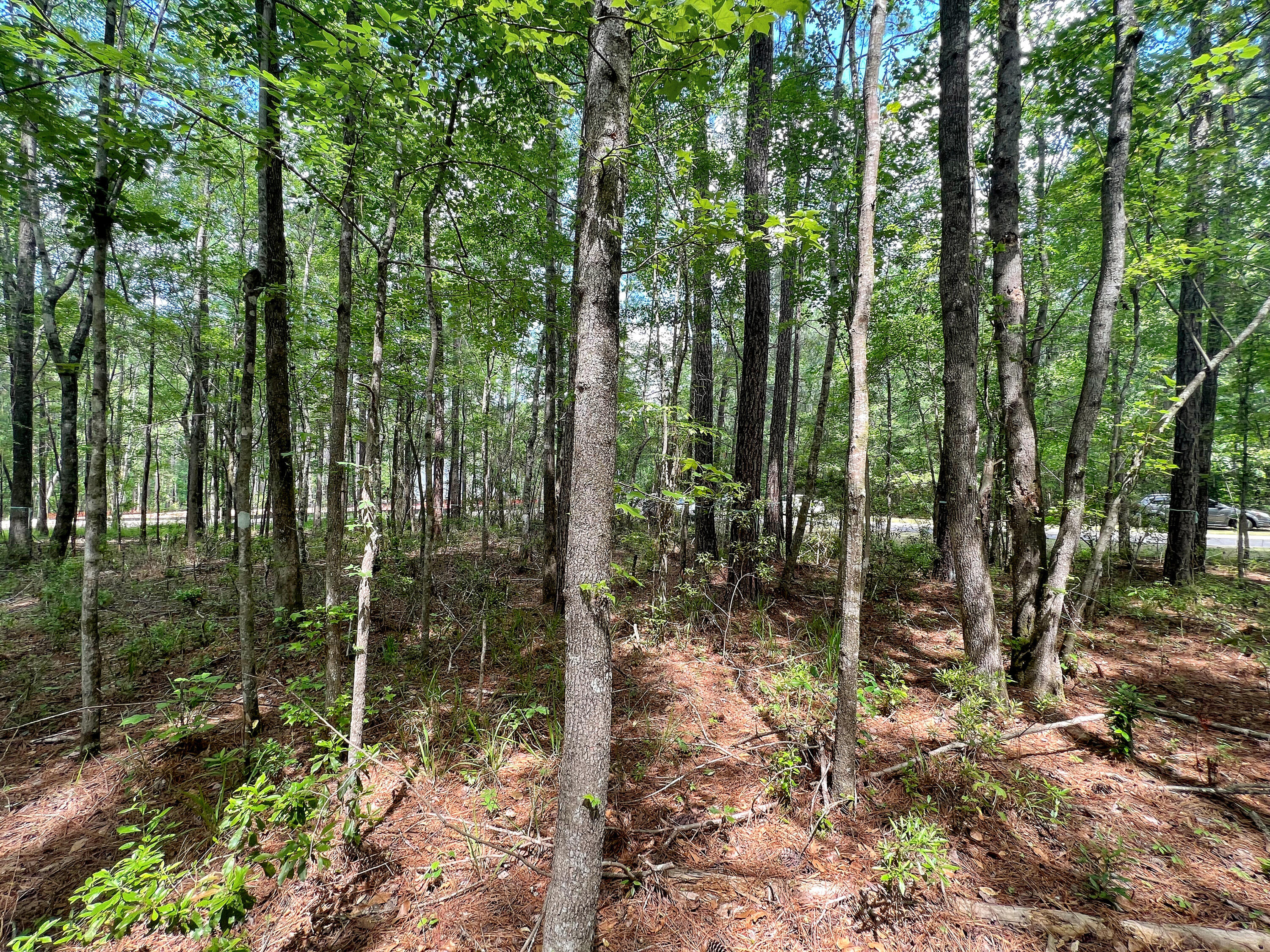 2092 Briar Bend Road Ridgeville, SC 29472 - Photo 8 of 15 Winterseat Woods 3