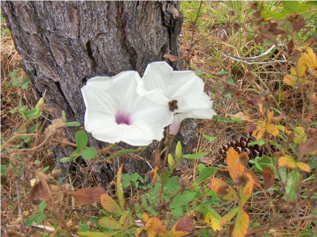 3537 Richardson Road Crestview, FL 32539 - Photo 29 of 29 a picture of a plant in a garden